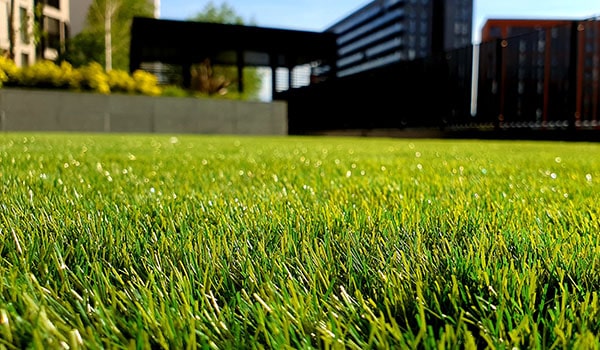 Freshly mown and manicured lawn.