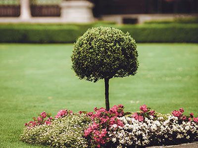 Close-up shot of landscaped area featuring white flowers, pink flowers,
              and a manicured lilac bush.