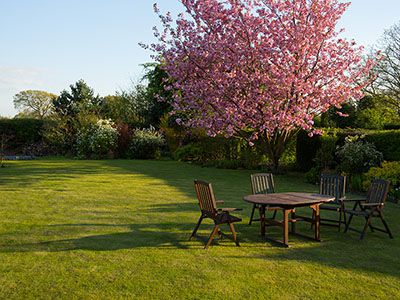 Beautifully landscaped backyard featuring a blooming cherry blossom tree and
              and freshly mowed lawn.