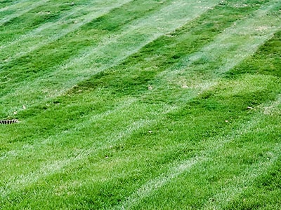 Diagonal striped lawn.